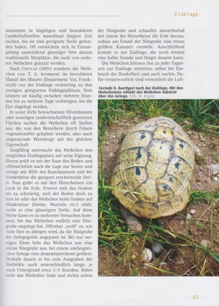 Preview: Griechische Landschildkröten